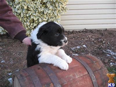 Australian Shepherd Puppies for Sale