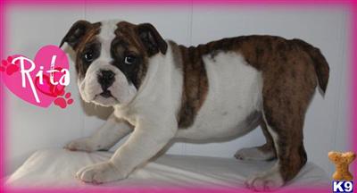 English Bulldog Puppies for Sale