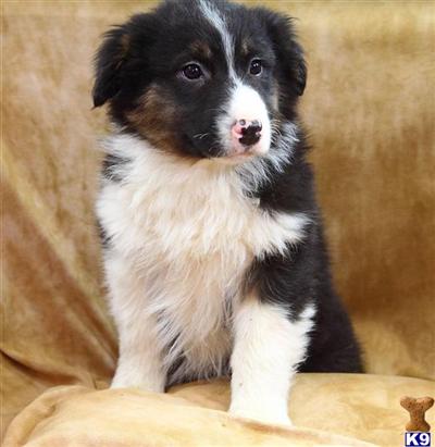 Australian Shepherd Puppies for Sale