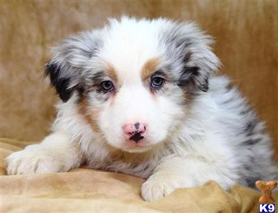 Australian Shepherd Puppies for Sale