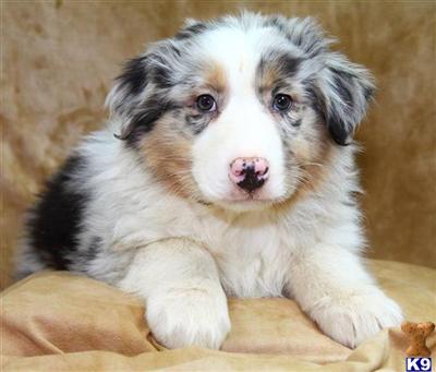 Australian Shepherd Puppies for Sale