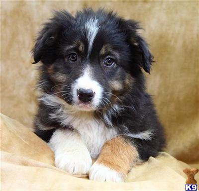 Australian Shepherd Puppies for Sale