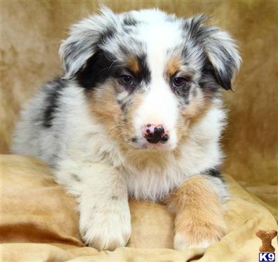 Australian Shepherd Puppies for Sale