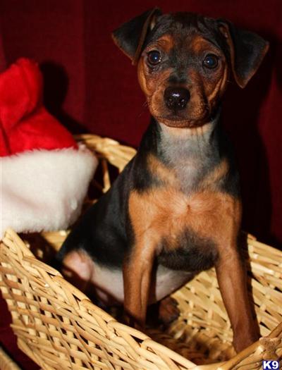 Miniature Pinscher Puppies for Sale