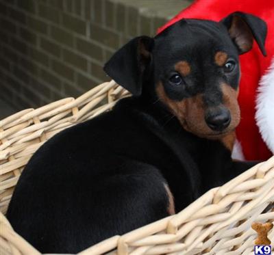 Miniature Pinscher Puppies for Sale