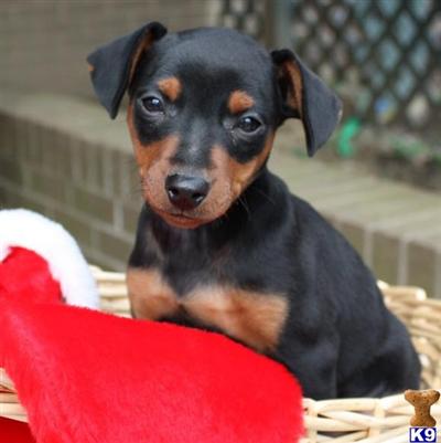 Miniature Pinscher Puppies for Sale