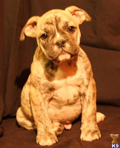 English Bulldog Puppies for Sale
