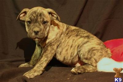 English Bulldog Puppies for Sale
