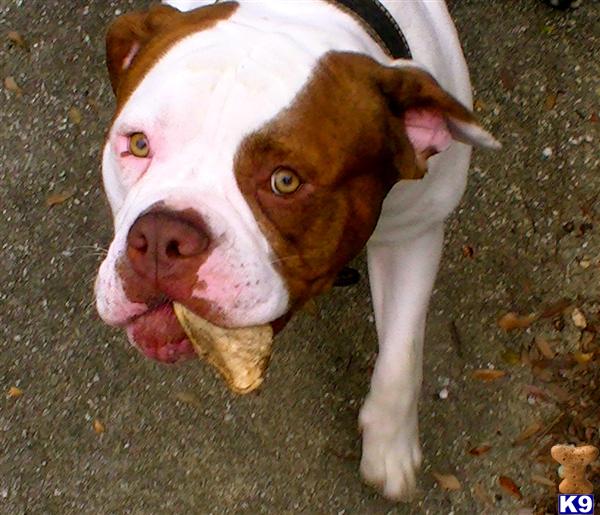Stud Dogs - American Bulldog