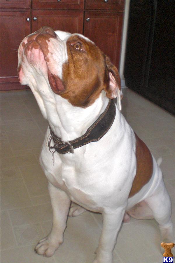 Stud Dogs - American Bulldog