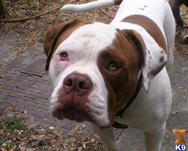 Stud Dogs - American Bulldog