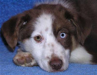 Dogs for Sale in MO