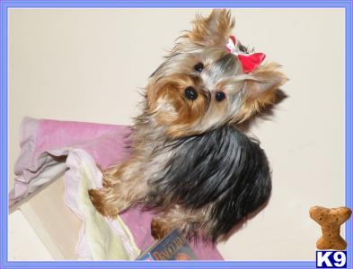 Stud Dogs - Yorkshire Terrier