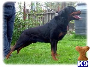 Dogs for Sale in AL