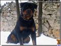 Rottweiler