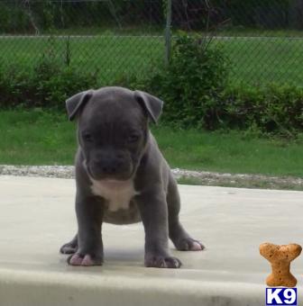 American Pit Bull Puppies in FL