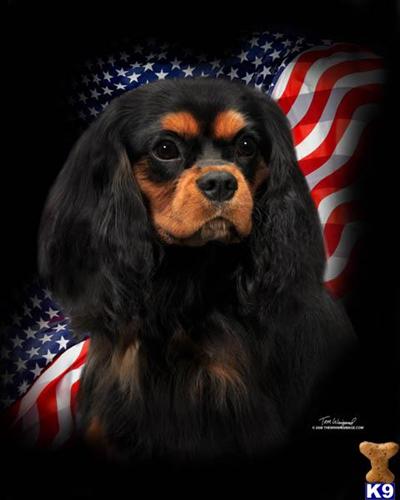Stud Dogs - Cavalier King Charles Spaniel