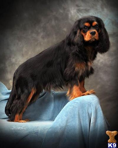 Stud Dogs - Cavalier King Charles Spaniel