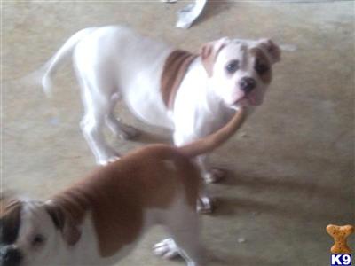 American Bulldog Puppies in MD american bulldog puppy. American Bulldog Puppies in MD