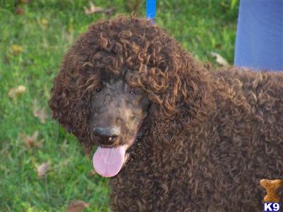 Stud Dogs - Poodle