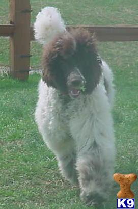 Labradoodle Puppies for Sale