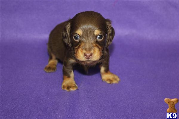 Dachshund Puppies