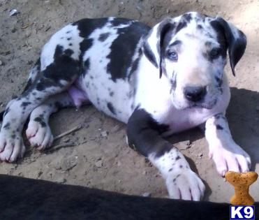 great dane puppies tennessee document moved great dane puppies tennessee document moved