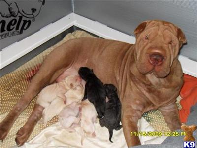 Chinese Shar-Pei Puppies for Sale