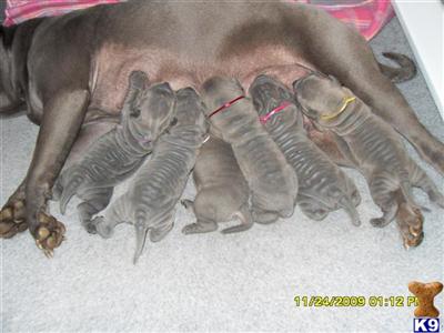 Chinese Shar-Pei Puppies for Sale