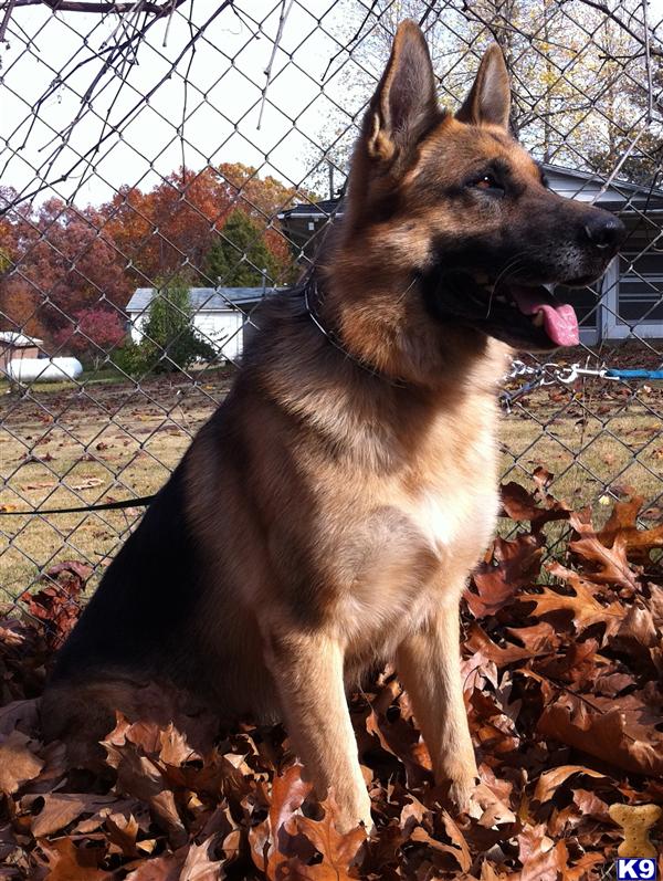 Stud Dogs - German Shepherd