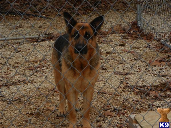 Rescue Dogs