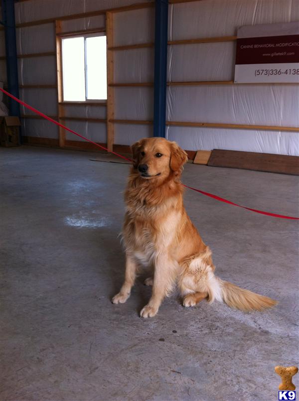 Dogs for Sale in MO