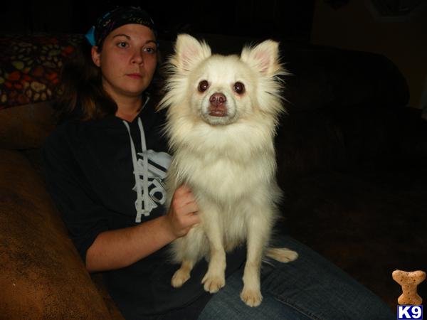 Dogs for Sale