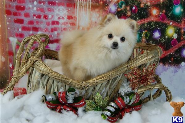 Pomeranian Puppies