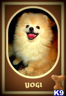 Dogs for Sale
