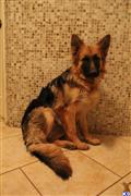 classified ad
