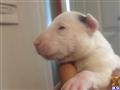 Bull Terrier