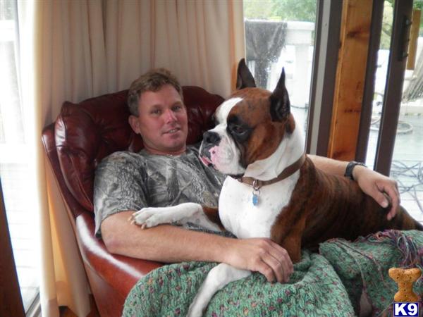 Stud Dogs - Boxer