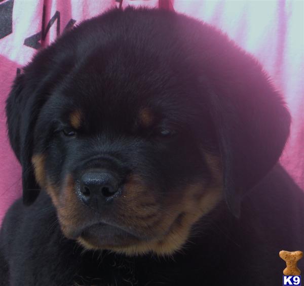 Rottweiler Puppies in FL