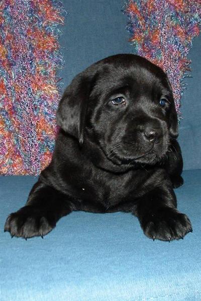 Puppies in NJ