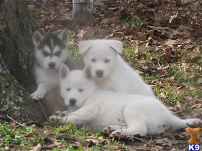 Siberian Husky Puppies for Sale