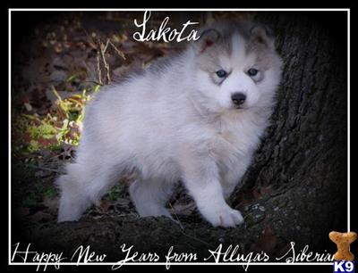 Siberian Husky Puppies for Sale