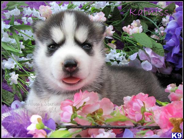 Siberian Husky Puppies in TX