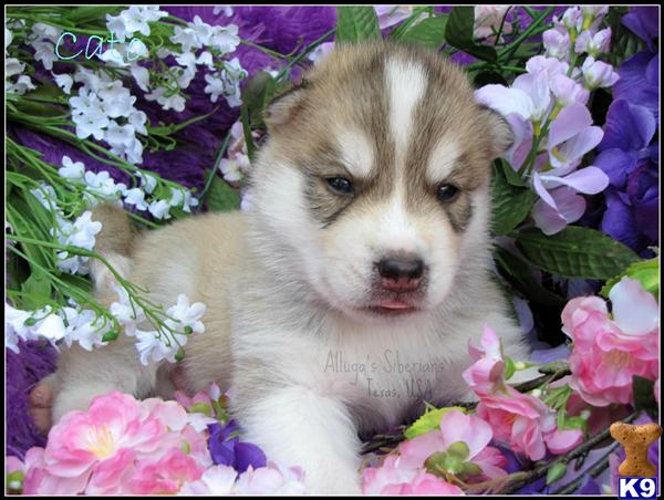 Siberian Husky Puppies in TX