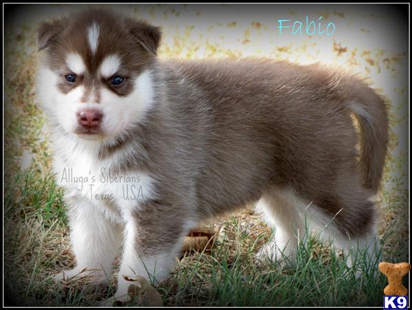 Siberian Husky Puppies in TX