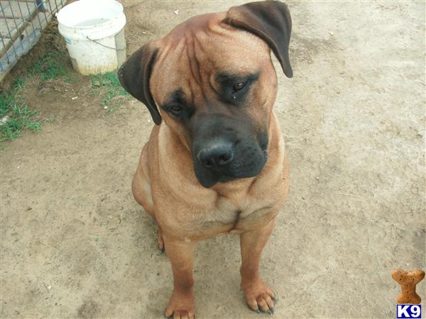 Dogs for Sale in NC