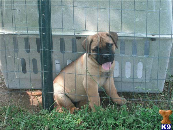 Puppies in Richlands