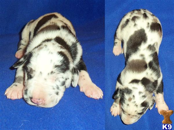 Puppies in SD