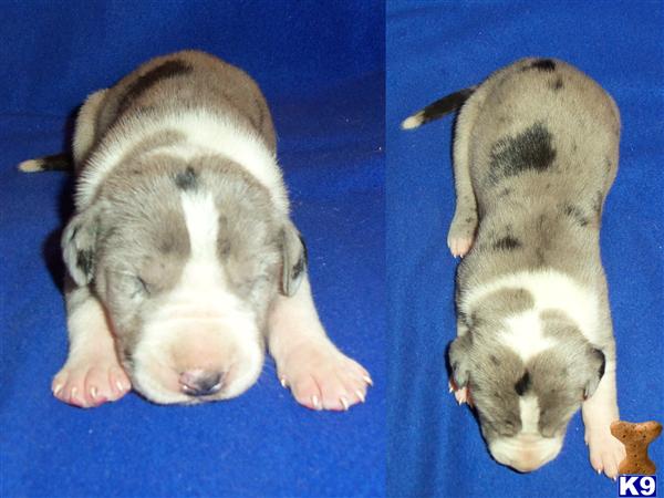Puppies in SD