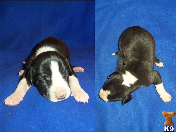Puppies in SD